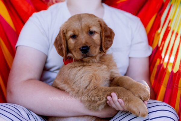 Image of Scout, a Golden Retriever puppy