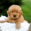 Image of Simba, a Golden Retriever puppy