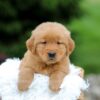 Image of Simba, a Golden Retriever puppy
