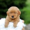 Image of Simba, a Golden Retriever puppy