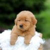 Image of Simba, a Golden Retriever puppy