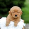 Image of Simba, a Golden Retriever puppy