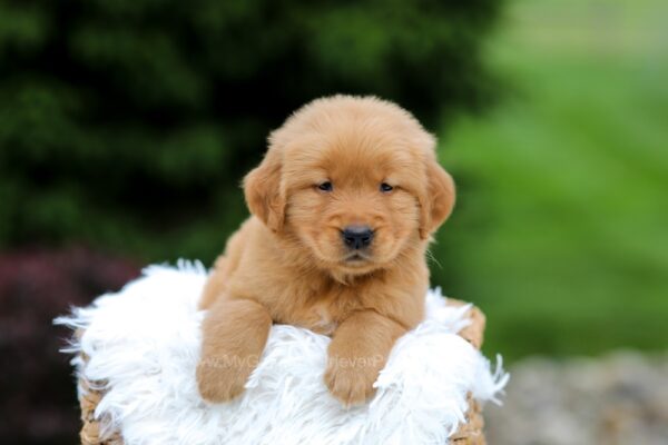 Image of Simba, a Golden Retriever puppy