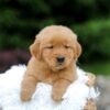 Image of Simba, a Golden Retriever puppy