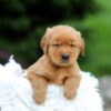 Image of Sky, a Golden Retriever puppy