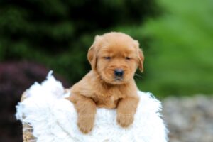 Image of Sky, a Golden Retriever puppy