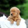 Image of Sky, a Golden Retriever puppy