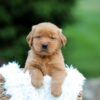 Image of Sky, a Golden Retriever puppy