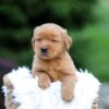 Image of Sky, a Golden Retriever puppy