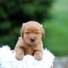 Image of Sky, a Golden Retriever puppy