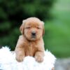 Image of Sky, a Golden Retriever puppy
