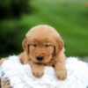 Image of Storm, a Golden Retriever puppy