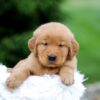 Image of Storm, a Golden Retriever puppy