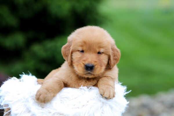 Image of Storm, a Golden Retriever puppy