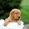 Image of Storm, a Golden Retriever puppy