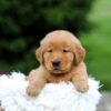 Image of Storm, a Golden Retriever puppy