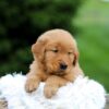 Image of Storm, a Golden Retriever puppy