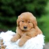 Image of Sugar, a Golden Retriever puppy