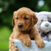 Image of Tasha, a Golden Retriever puppy