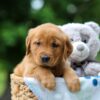 Image of Tasha, a Golden Retriever puppy