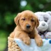 Image of Tasha, a Golden Retriever puppy