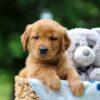 Image of Tasha, a Golden Retriever puppy