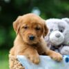 Image of Tasha, a Golden Retriever puppy