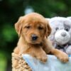 Image of Tasha, a Golden Retriever puppy
