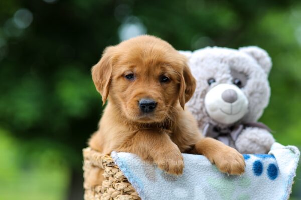 Image of Tasha, a Golden Retriever puppy