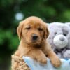 Image of Tasha, a Golden Retriever puppy