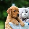 Image of Tasha, a Golden Retriever puppy