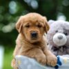 Image of Tator, a Golden Retriever puppy