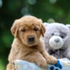 Image of Tator, a Golden Retriever puppy