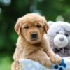 Image of Tator, a Golden Retriever puppy