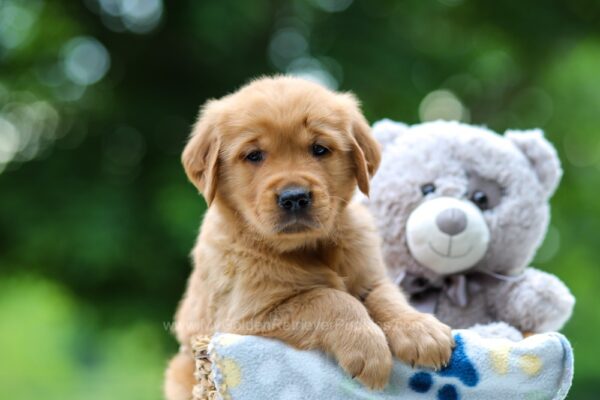 Image of Tator, a Golden Retriever puppy