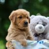 Image of Tator, a Golden Retriever puppy