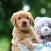 Image of Tator, a Golden Retriever puppy