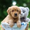 Image of Tator, a Golden Retriever puppy