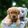 Image of Tator, a Golden Retriever puppy