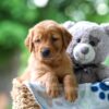 Image of Tessa, a Golden Retriever puppy