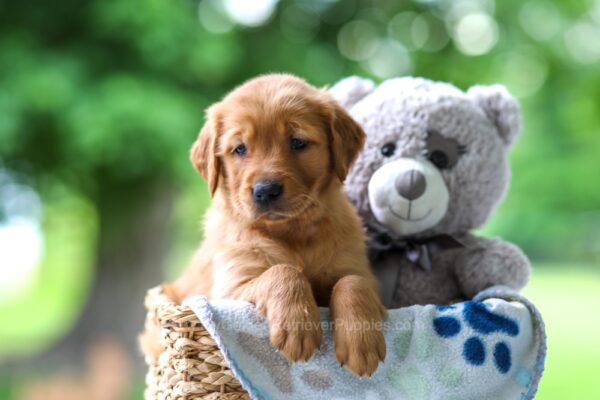 Image of Tessa, a Golden Retriever puppy