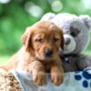 Image of Tessa, a Golden Retriever puppy