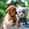 Image of Tessa, a Golden Retriever puppy
