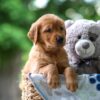 Image of Tessa, a Golden Retriever puppy