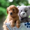 Image of Tessa, a Golden Retriever puppy