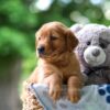 Image of Tessa, a Golden Retriever puppy