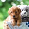 Image of Tessa, a Golden Retriever puppy