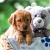 Image of Tessa, a Golden Retriever puppy