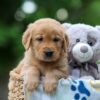 Image of Thunder, a Golden Retriever puppy