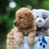 Image of Thunder, a Golden Retriever puppy